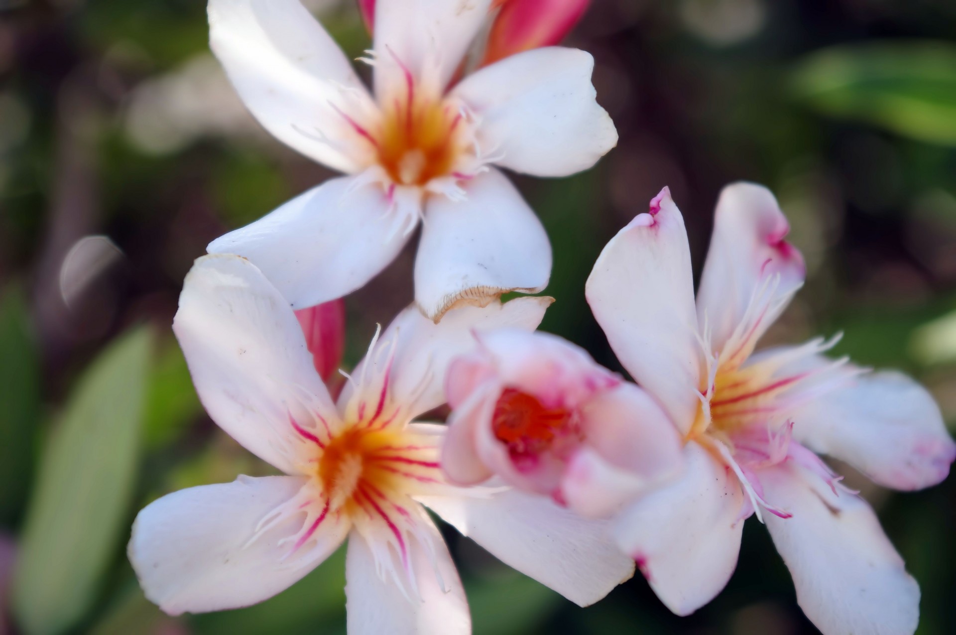 beautiful oleander flowers pink free photo