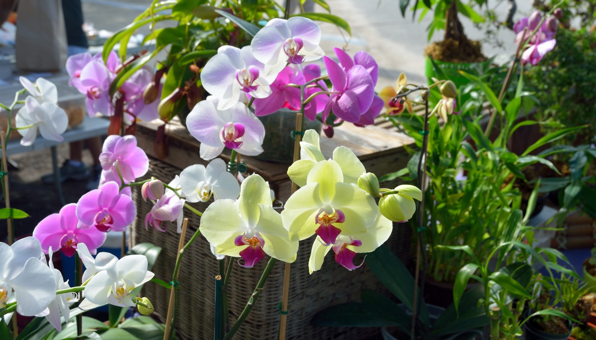 orchid orquidea flower free photo