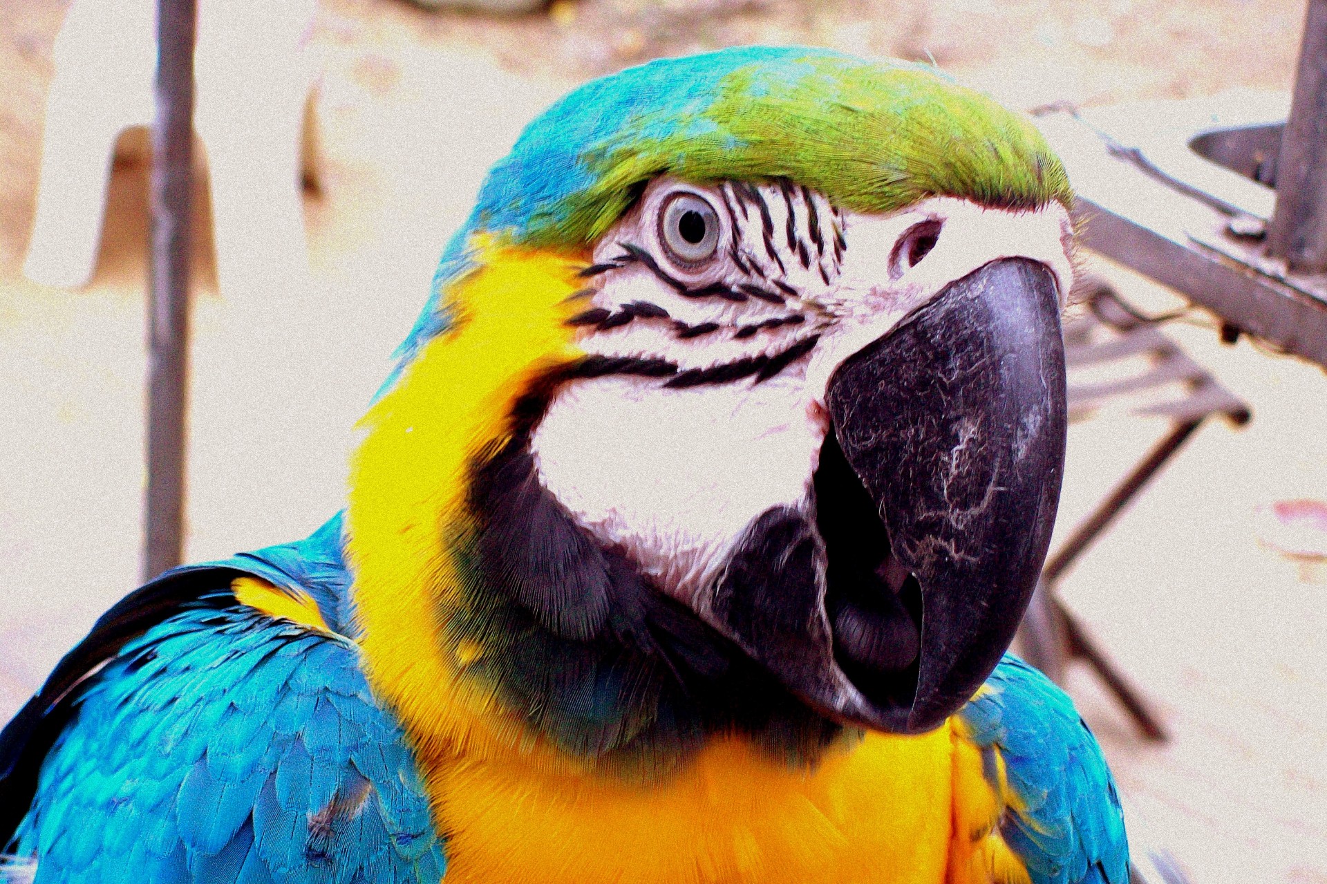 parrot bird animals free photo