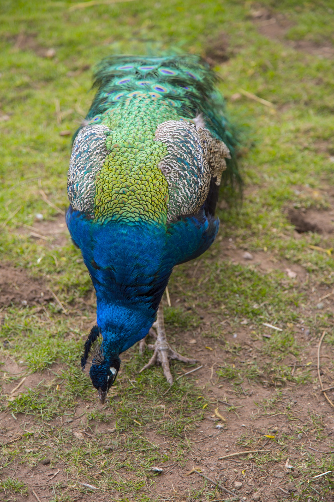 beautiful peacock peacock feather free photo