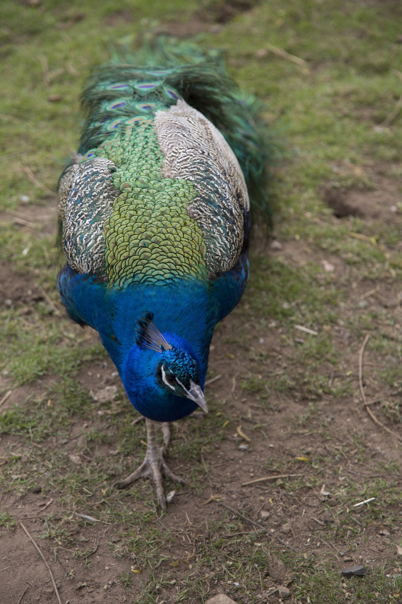 beautiful peacock peacock feather free photo