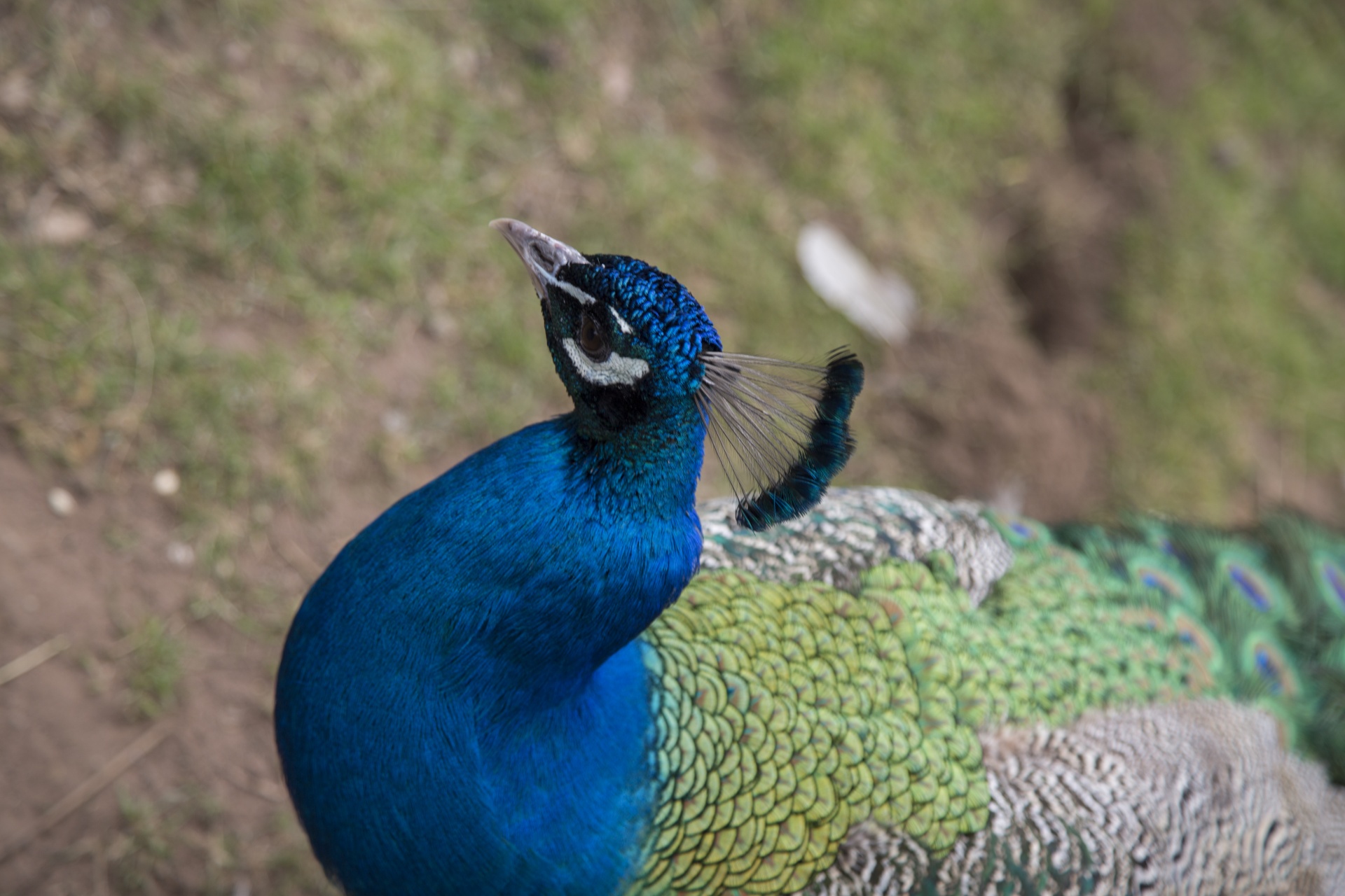 beautiful peacock peacock feather free photo