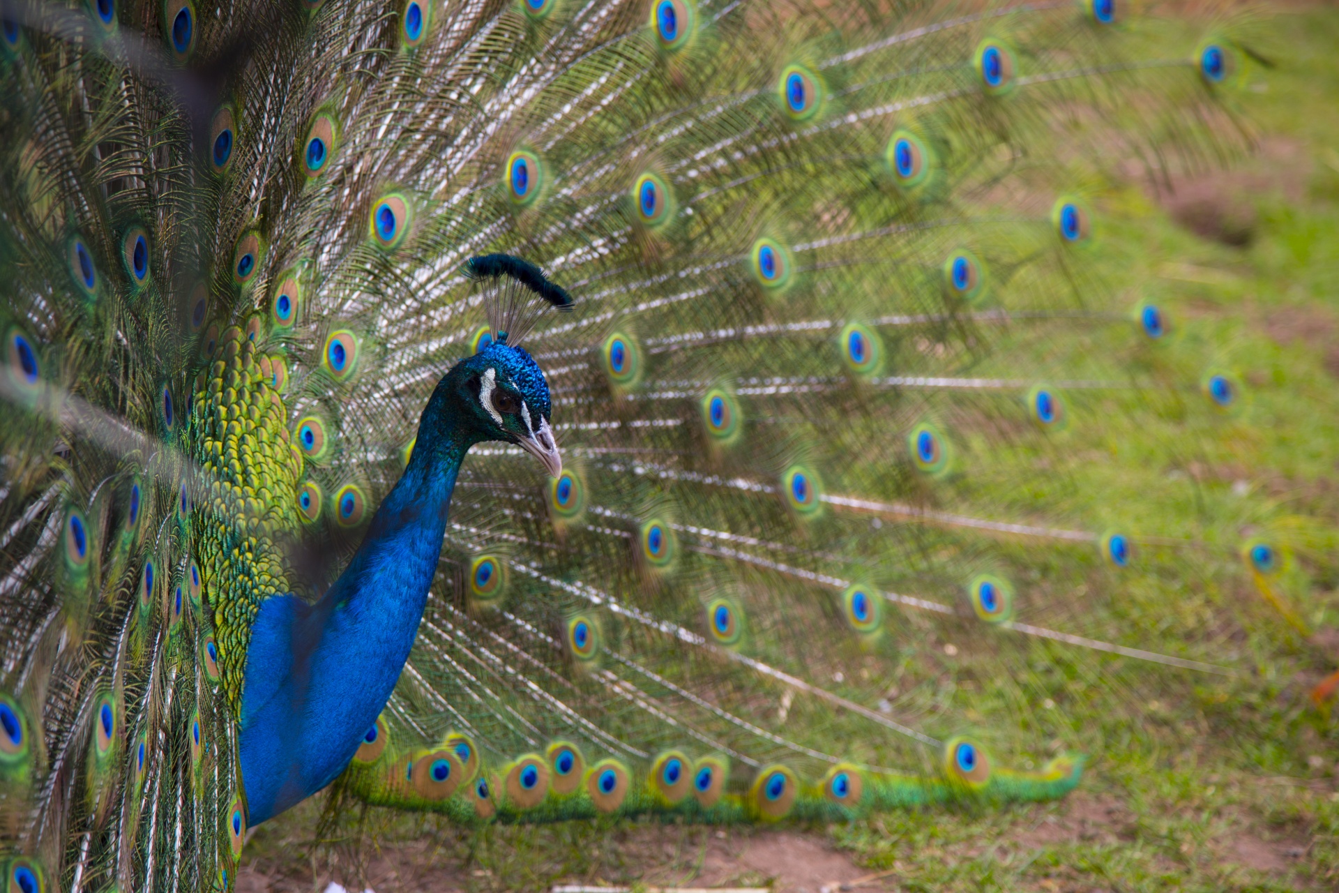 beautiful peacock peacock feather free photo