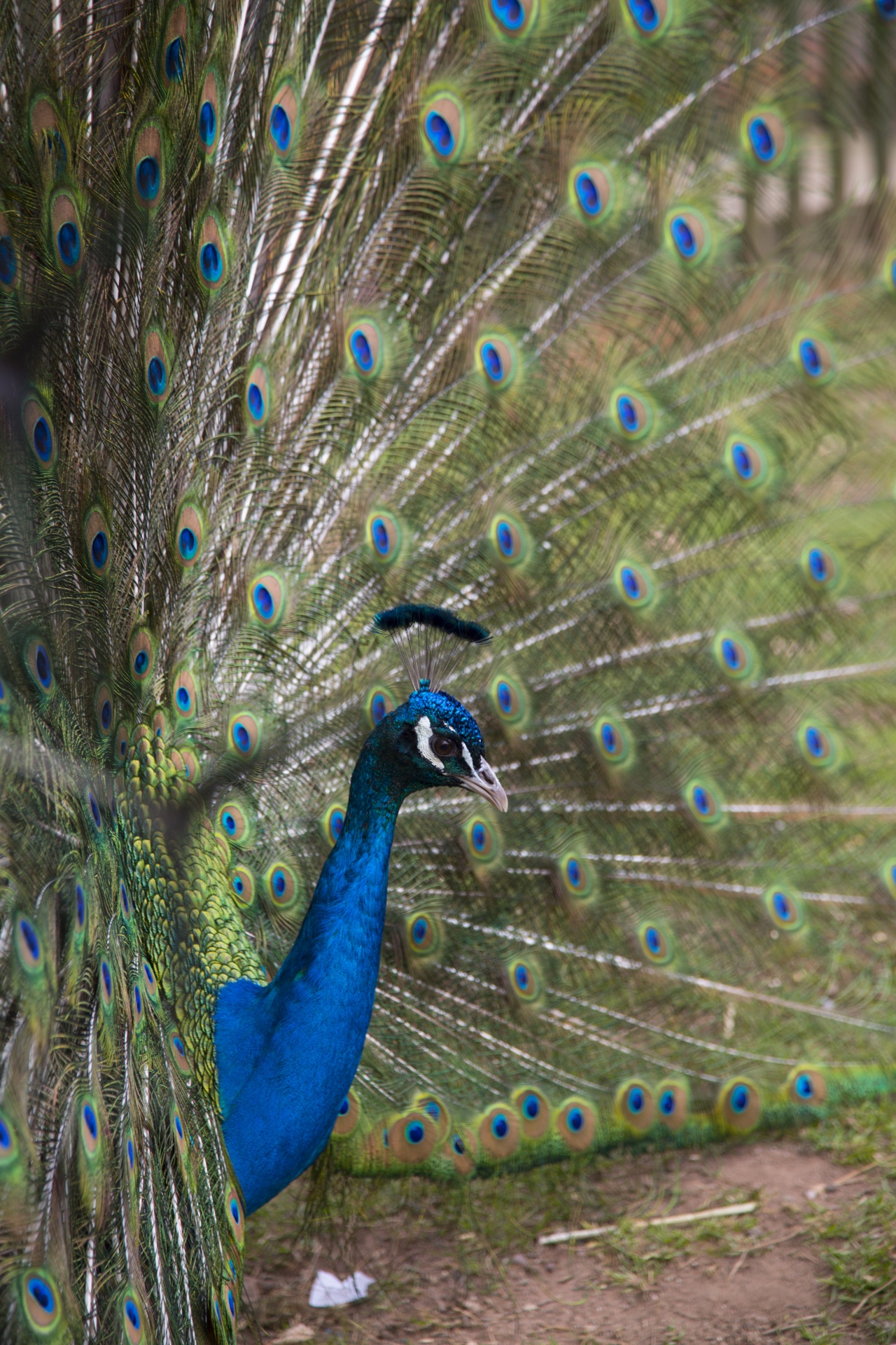 beautiful peacock peacock feather free photo