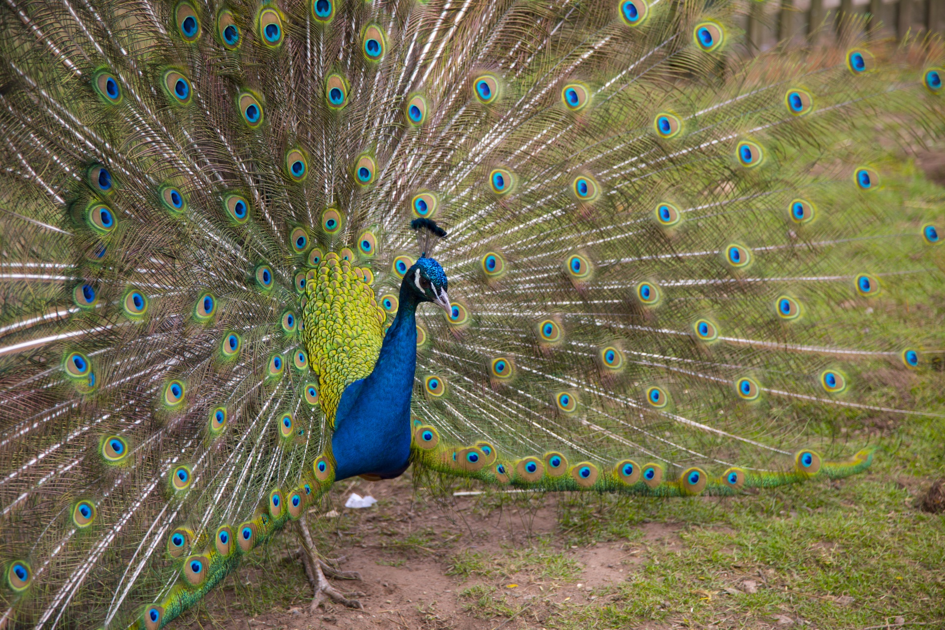 beautiful peacock peacock feather free photo