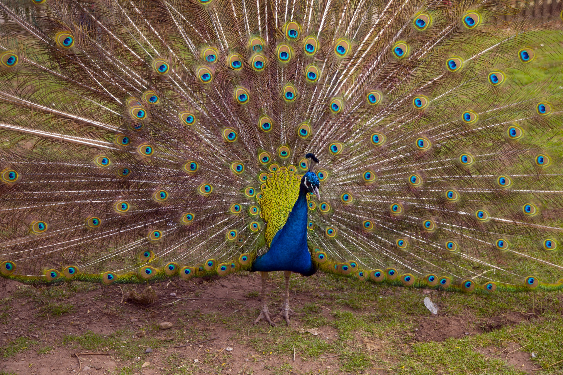 beautiful peacock peacock feather free photo