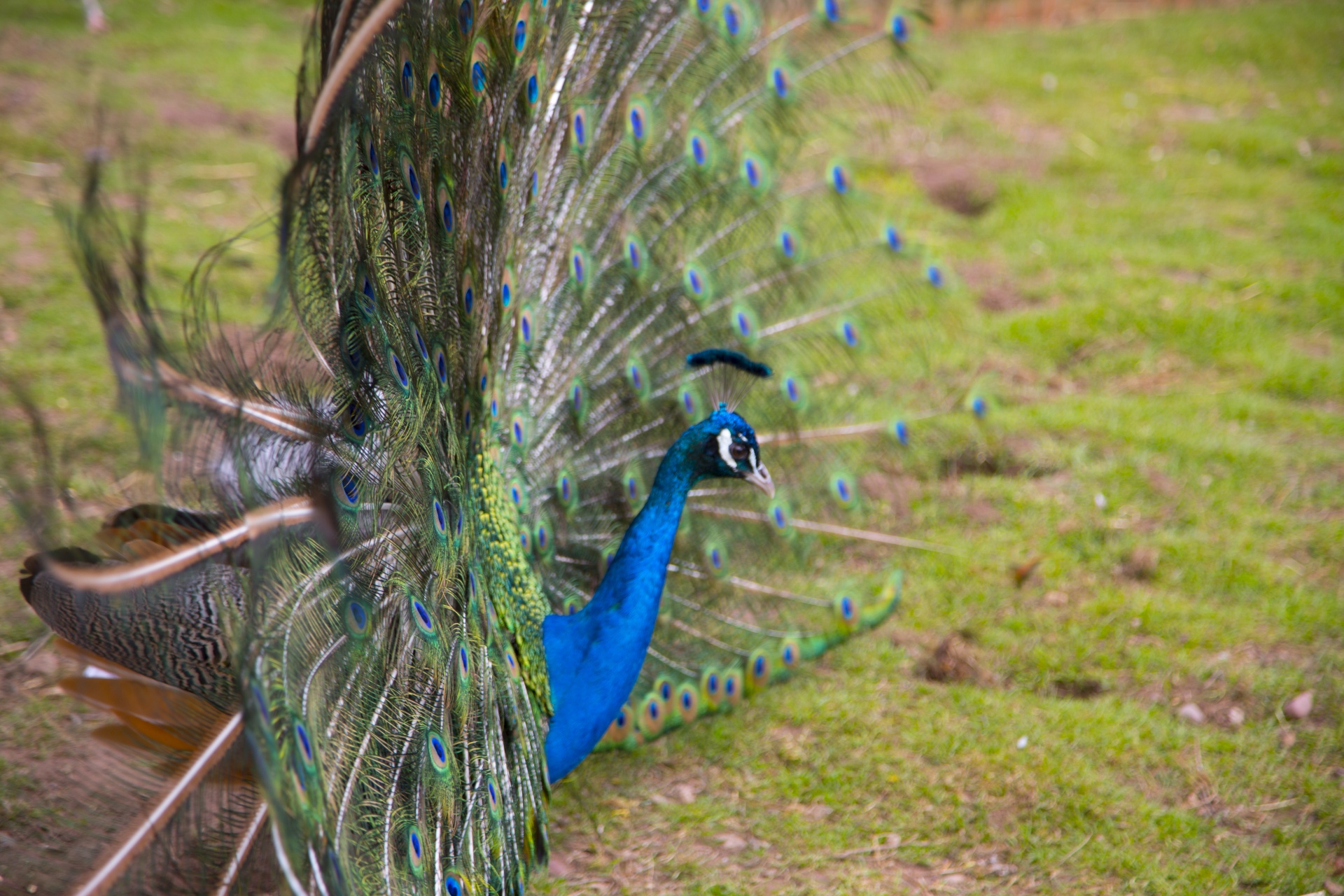 beautiful peacock peacock feather free photo