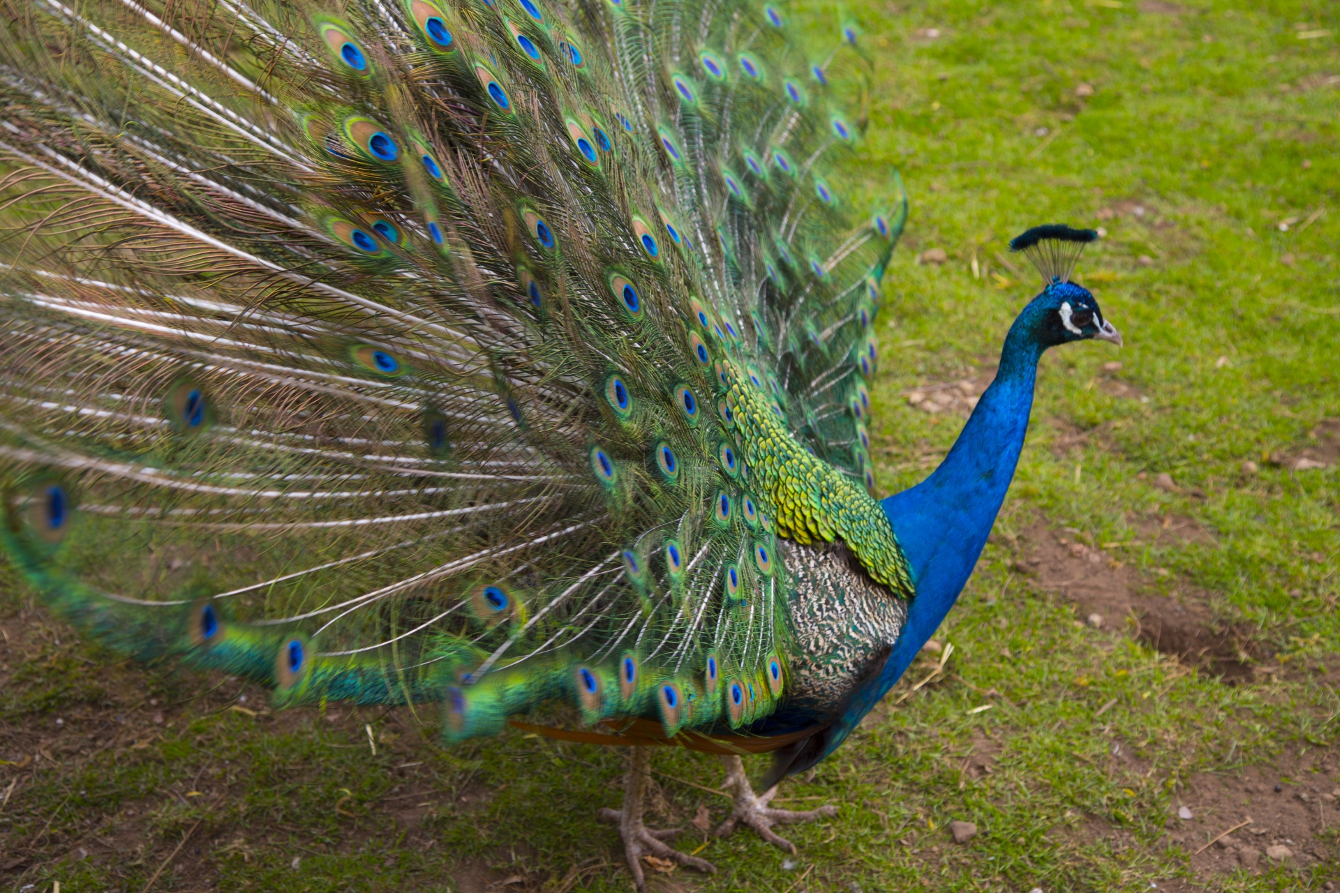 beautiful peacock peacock feather free photo
