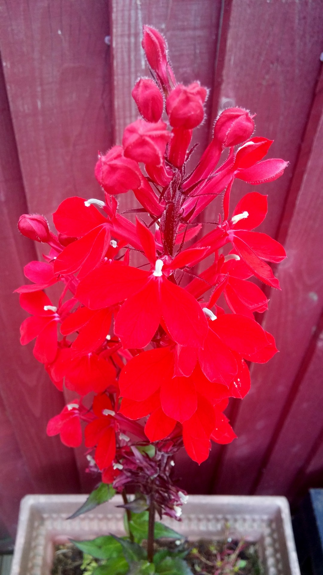 pink flower plant free photo