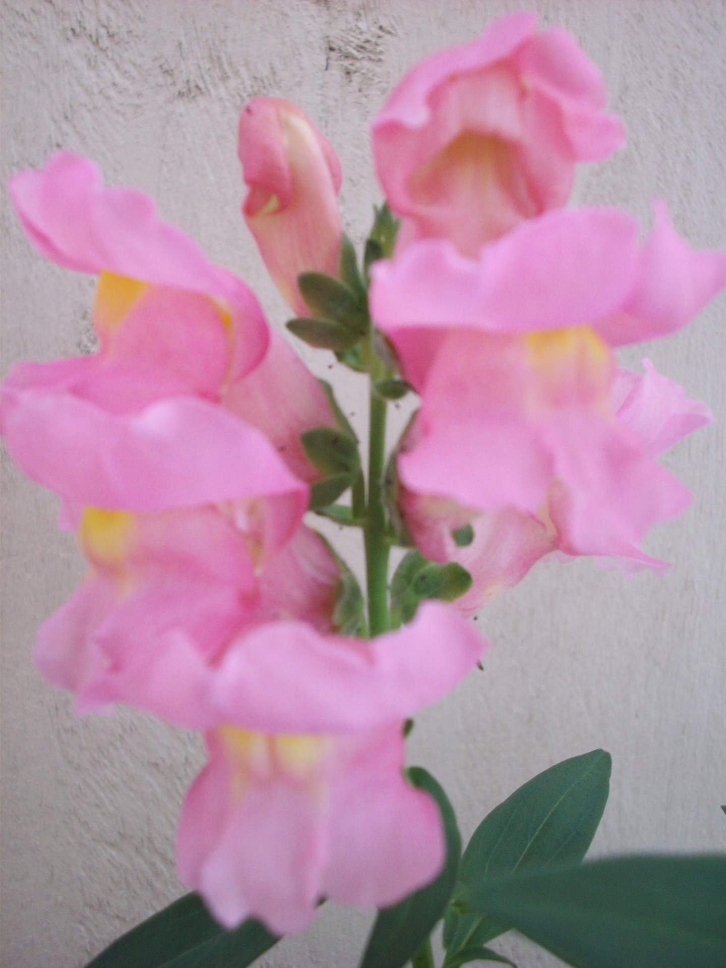 flower pink flower plant free photo