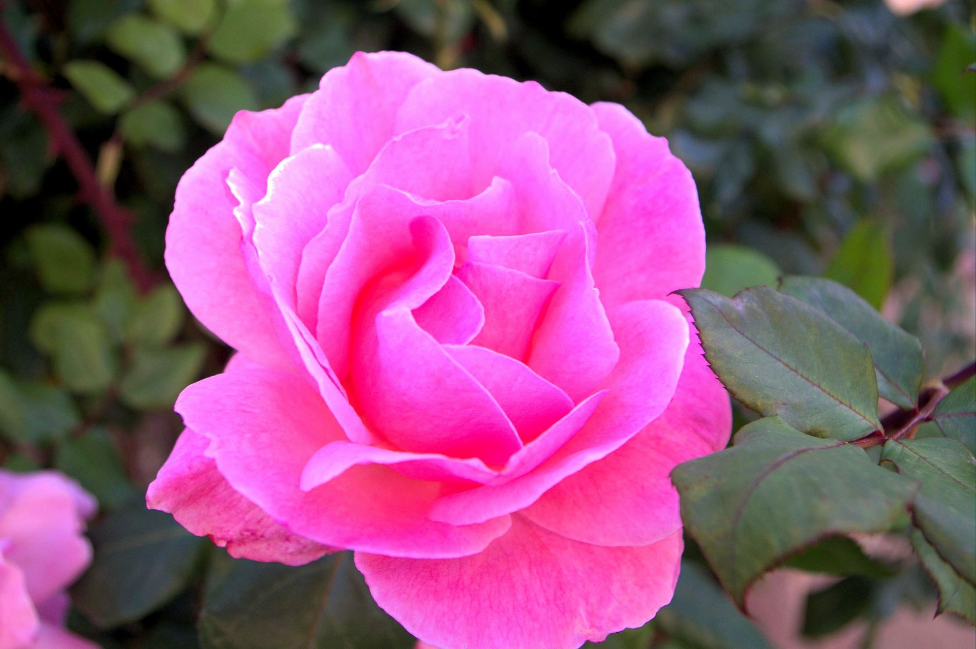 beautiful pink rose free photo