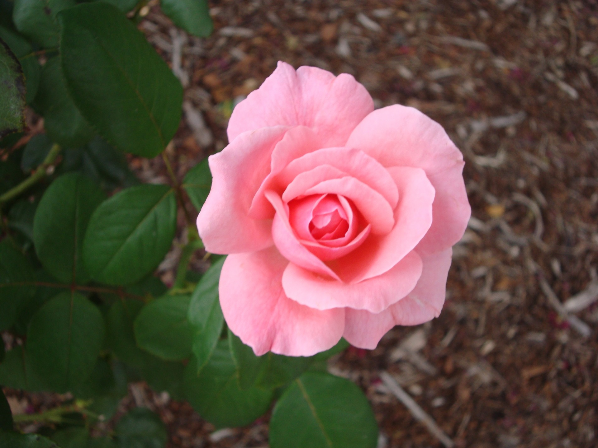 roses pink flowers free photo