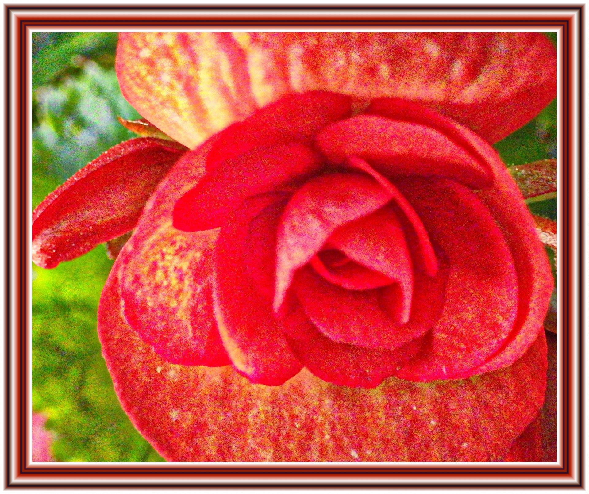 beautiful red flower free photo