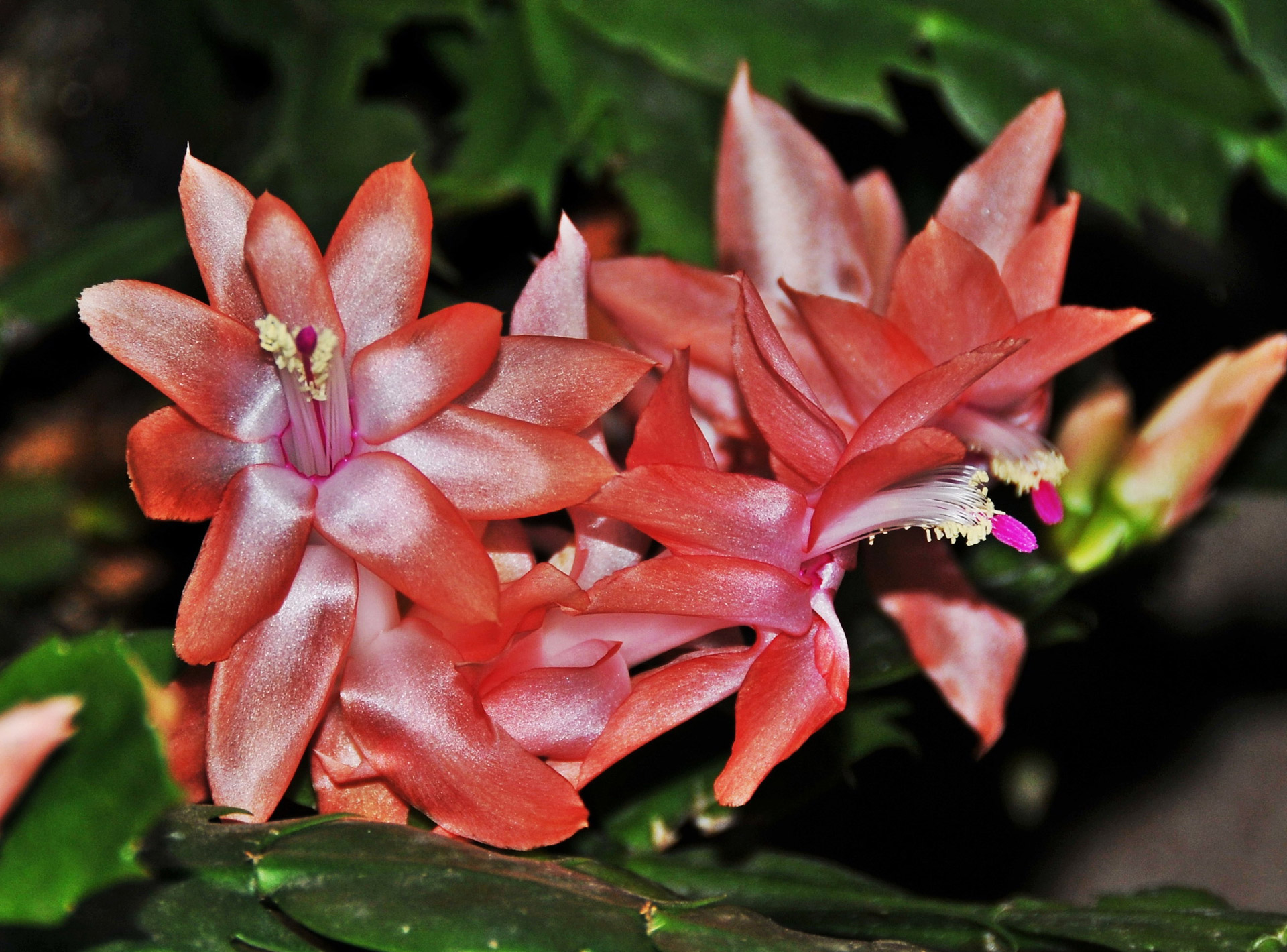 beautiful red lily red lily tropical lily free photo