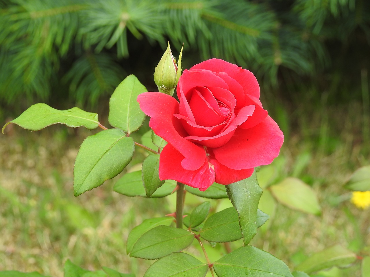 beautiful rose  garden  flowers free photo