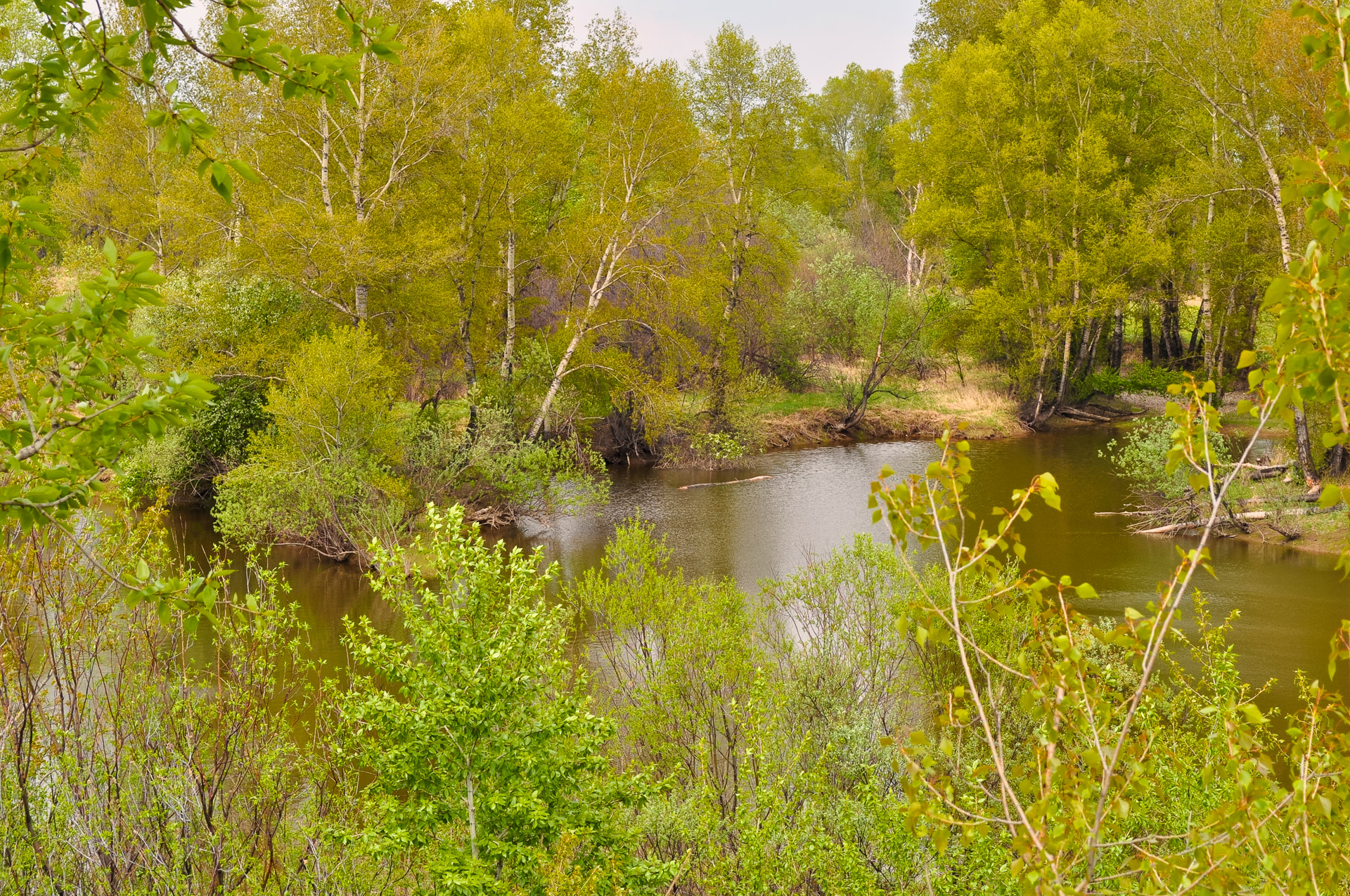 forest nature river free photo