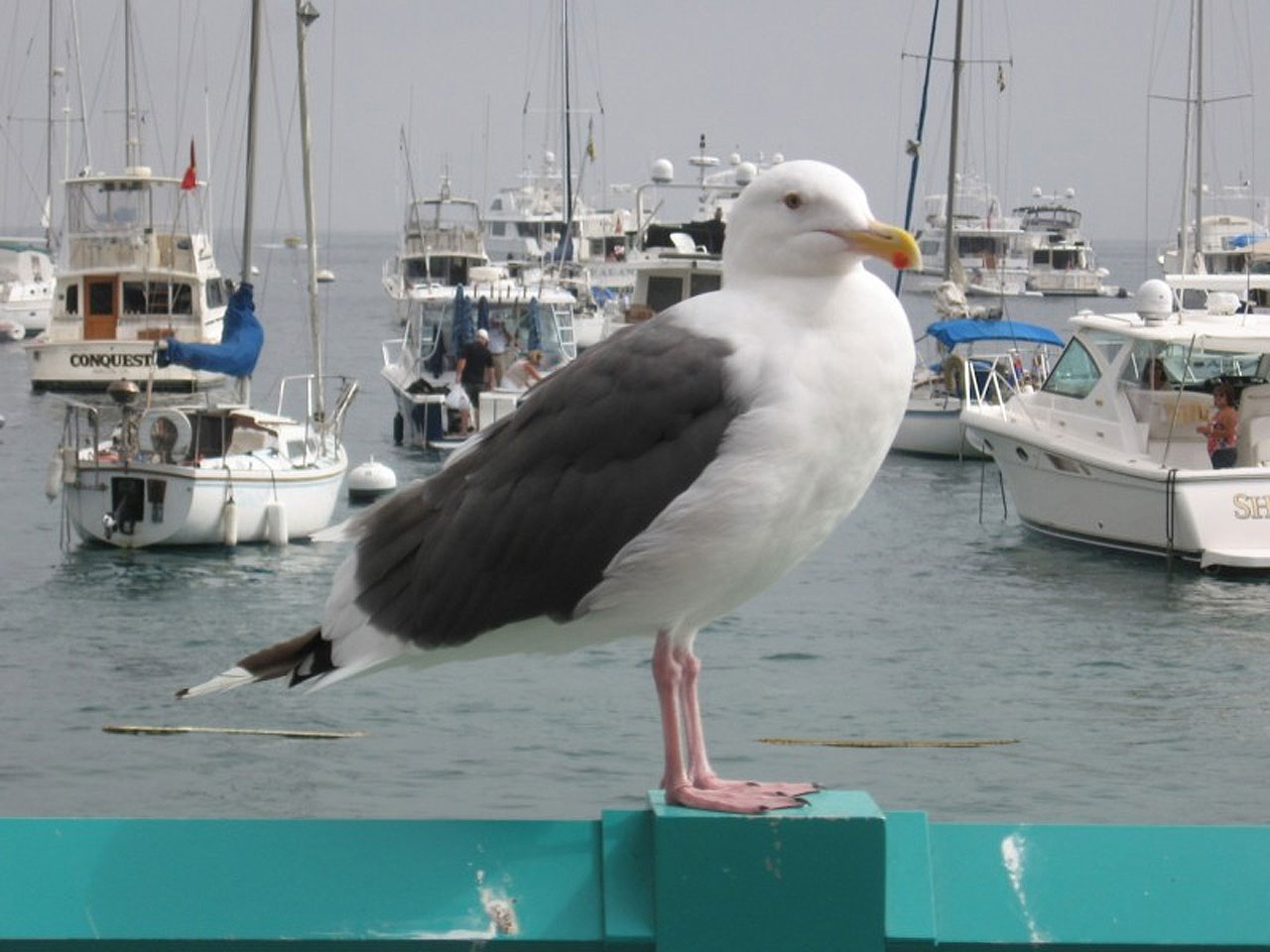 seagull bird ocean free photo