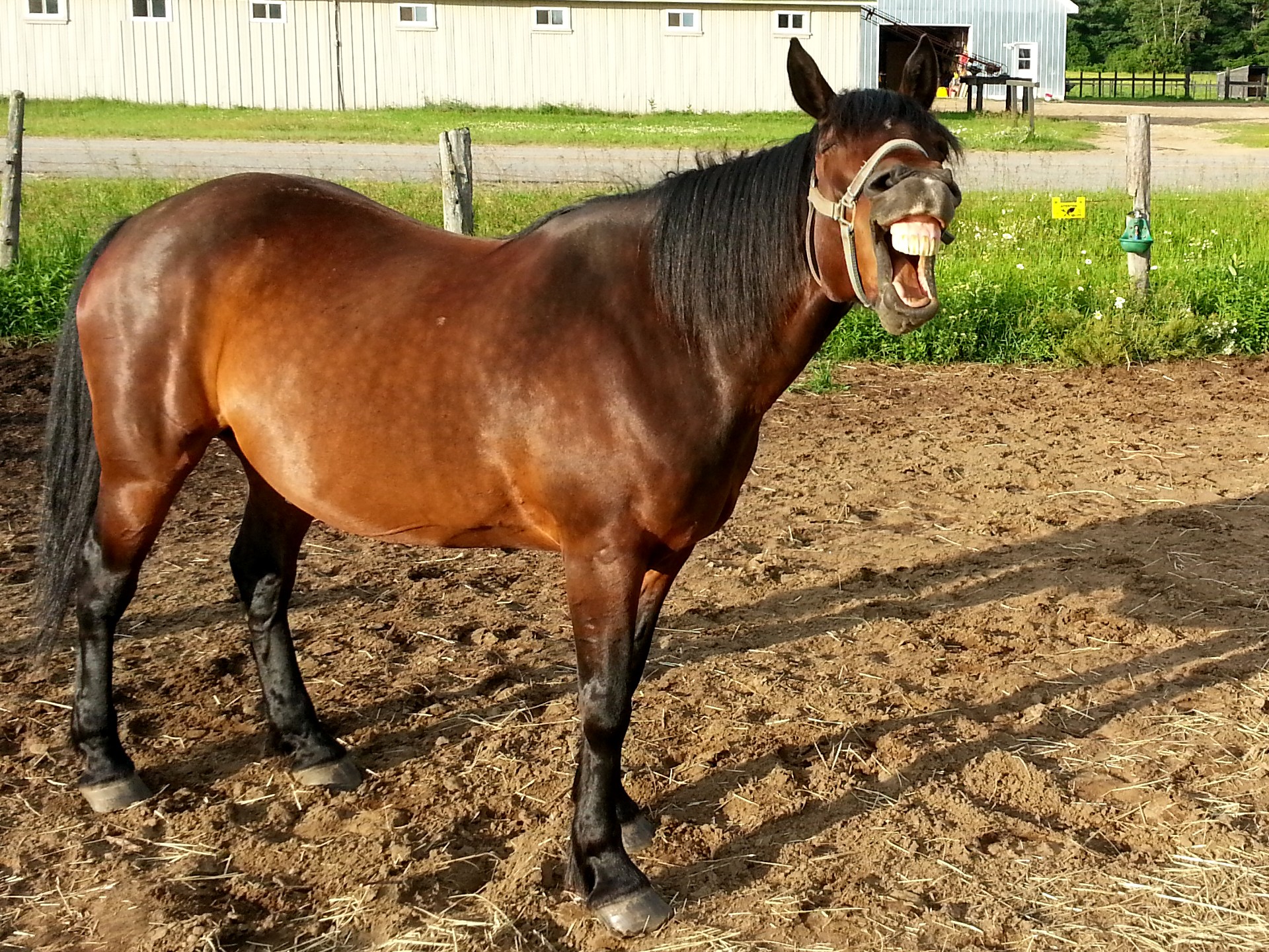 horse horses horseback free photo