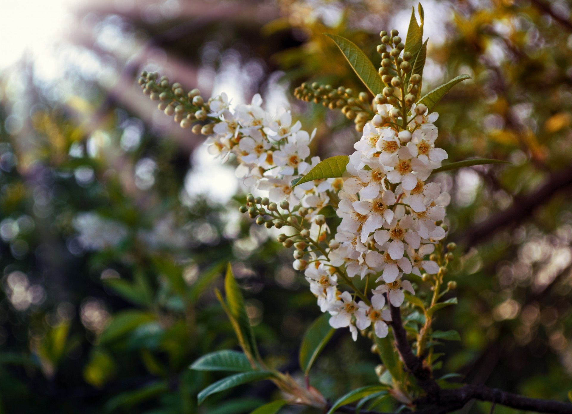 background berry branches free photo