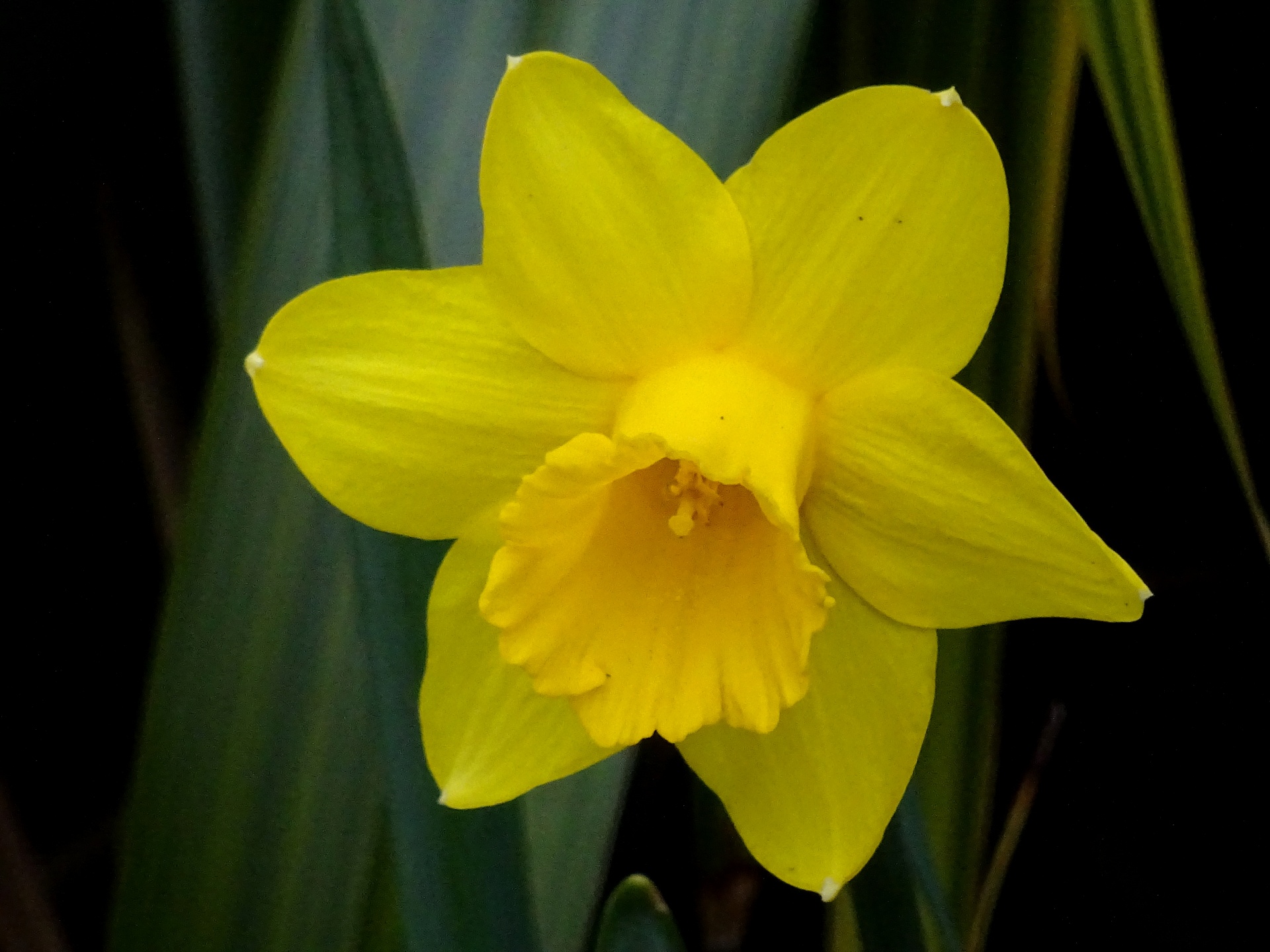 flower flowers daffodil free photo