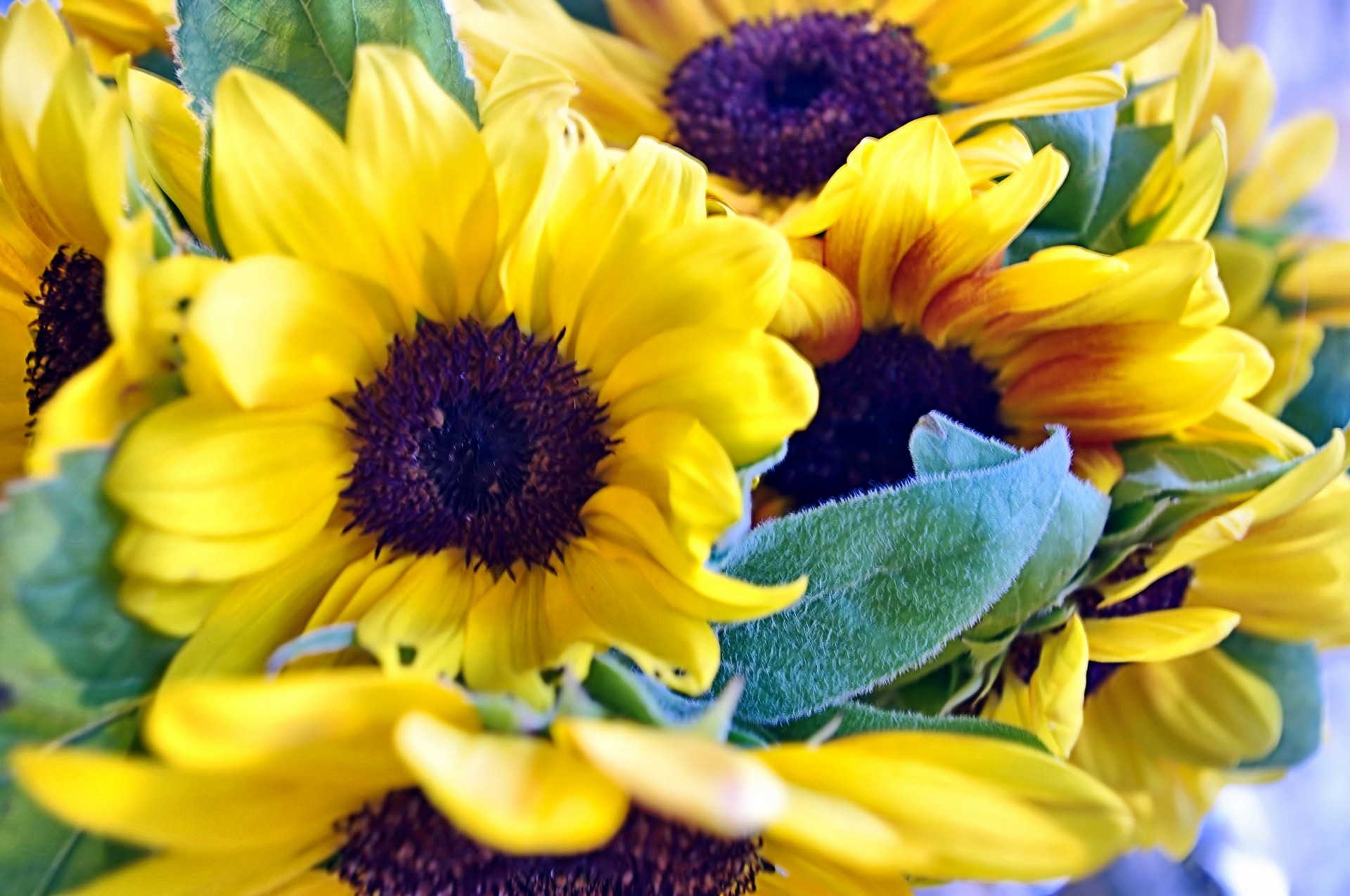 beautiful sunflower background free photo