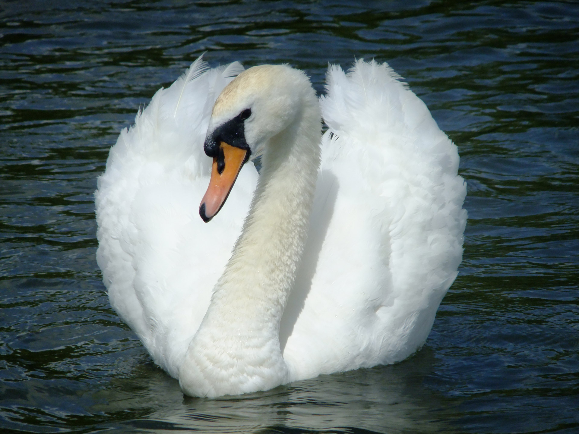 swan bird water free photo