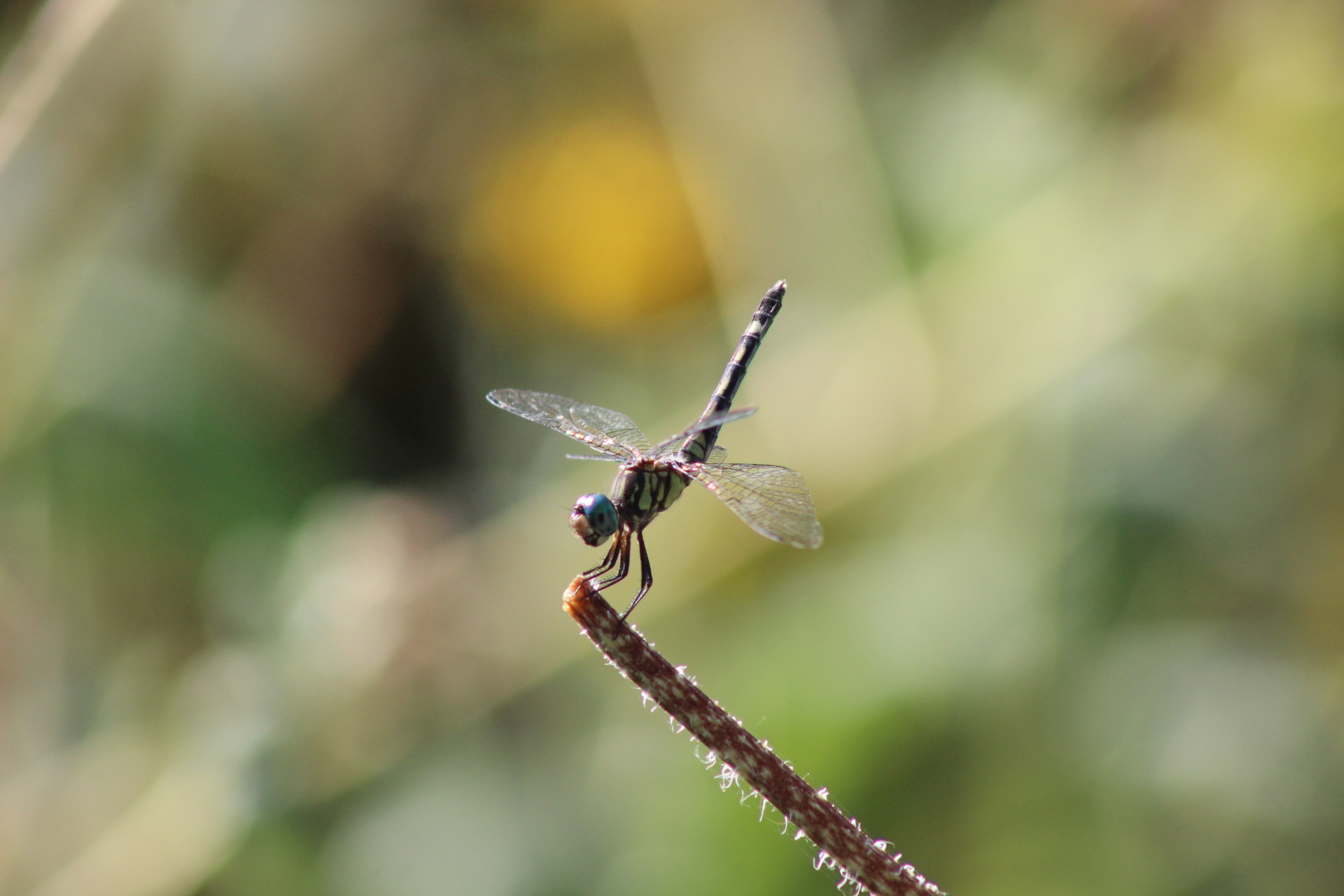 micrathyria hagenii dragonfly free photo