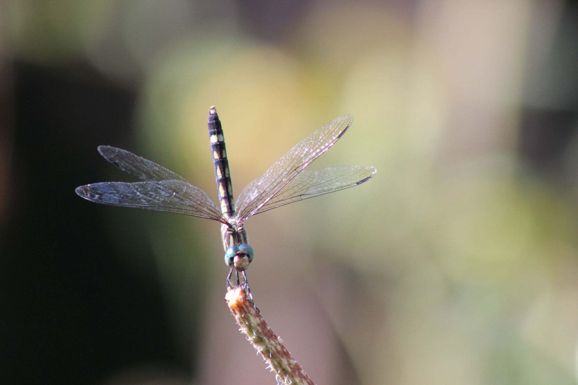 micrathyria hagenii dragonfly free photo