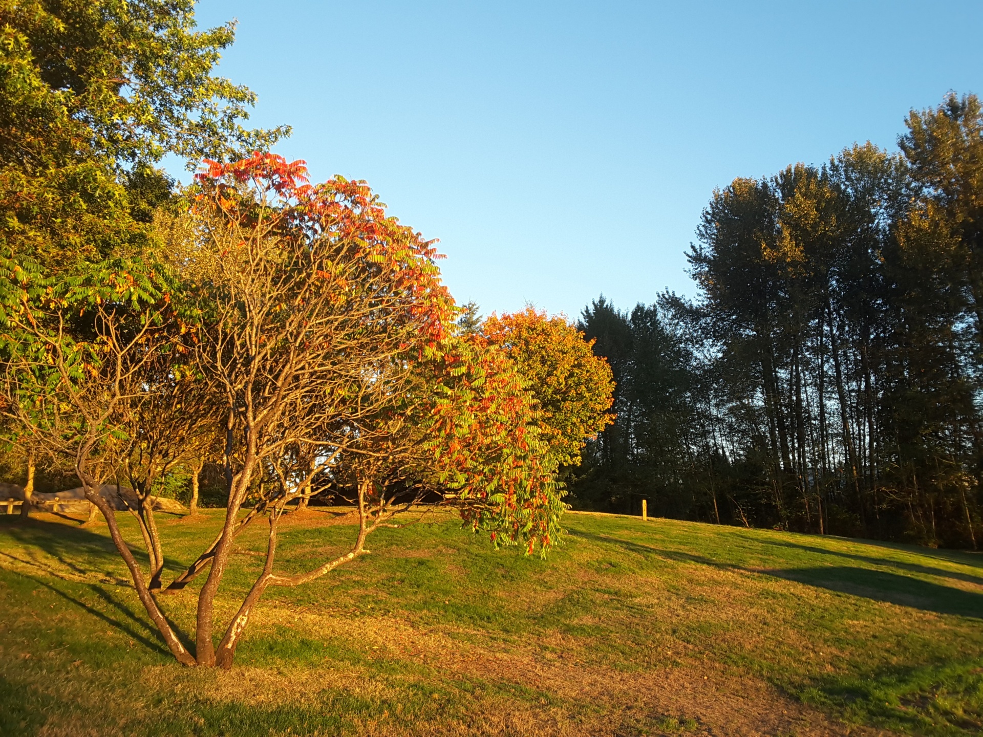 beautiful tree park free photo