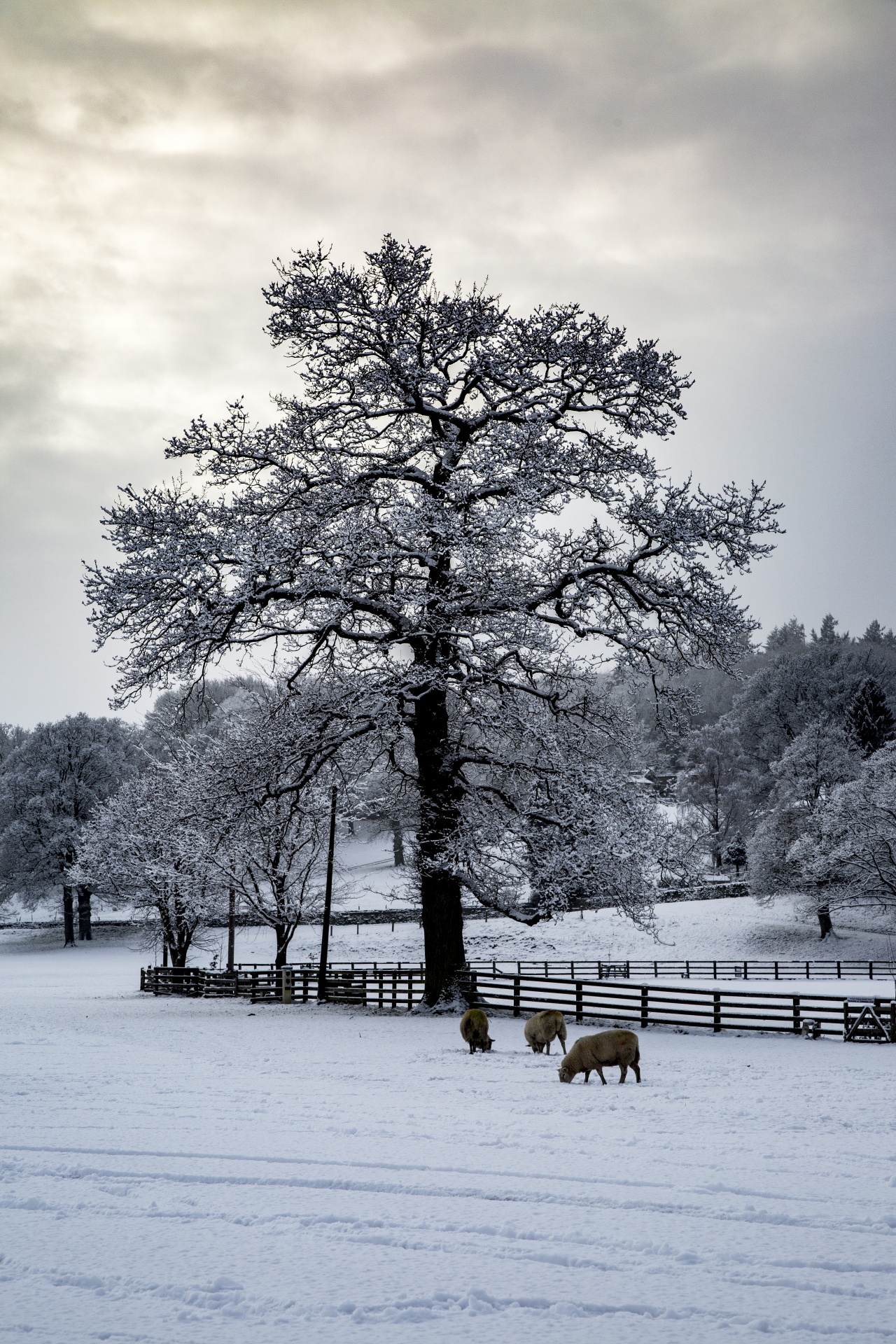 winter seasons snowy free photo