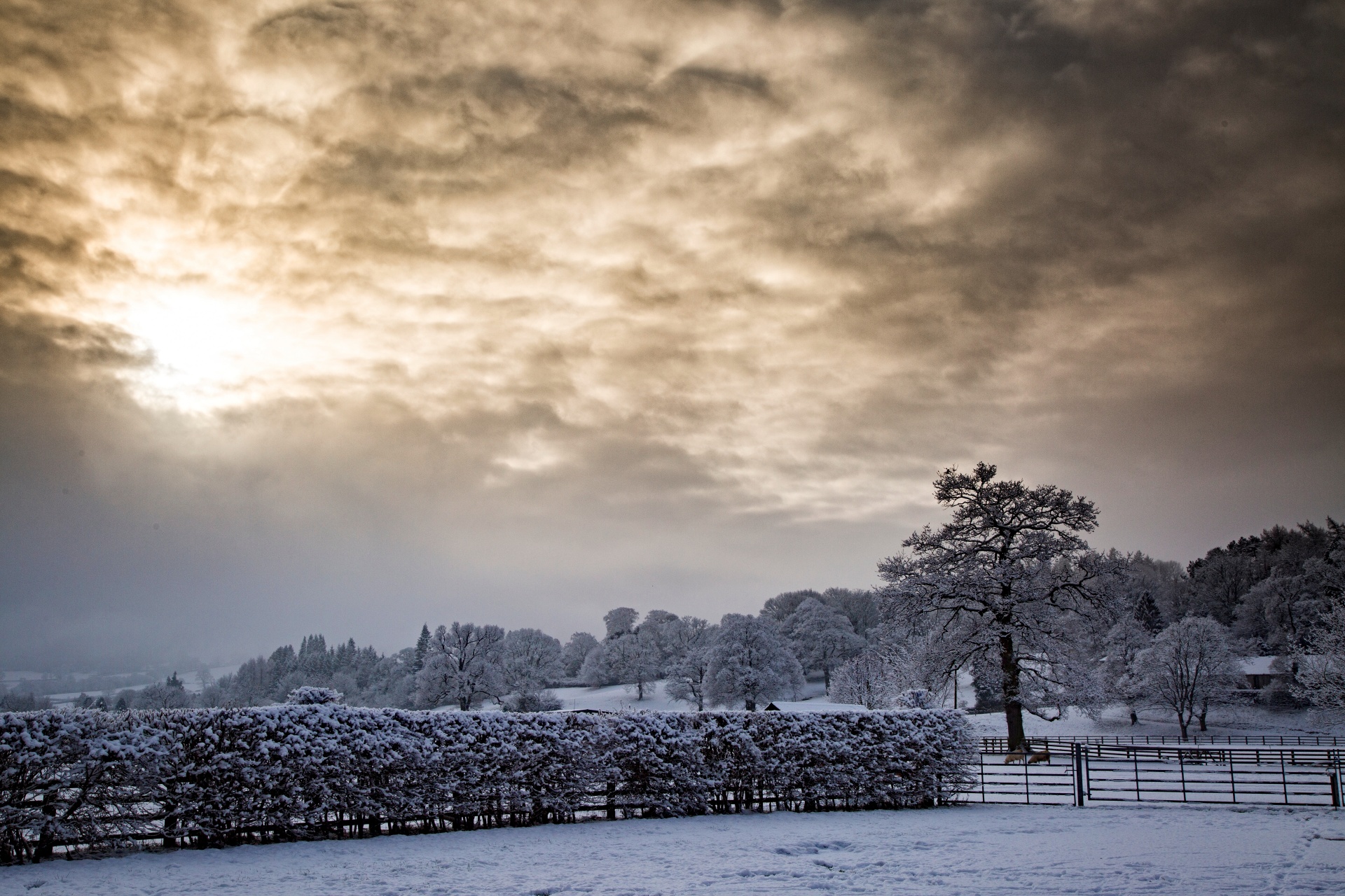 winter seasons snowy free photo