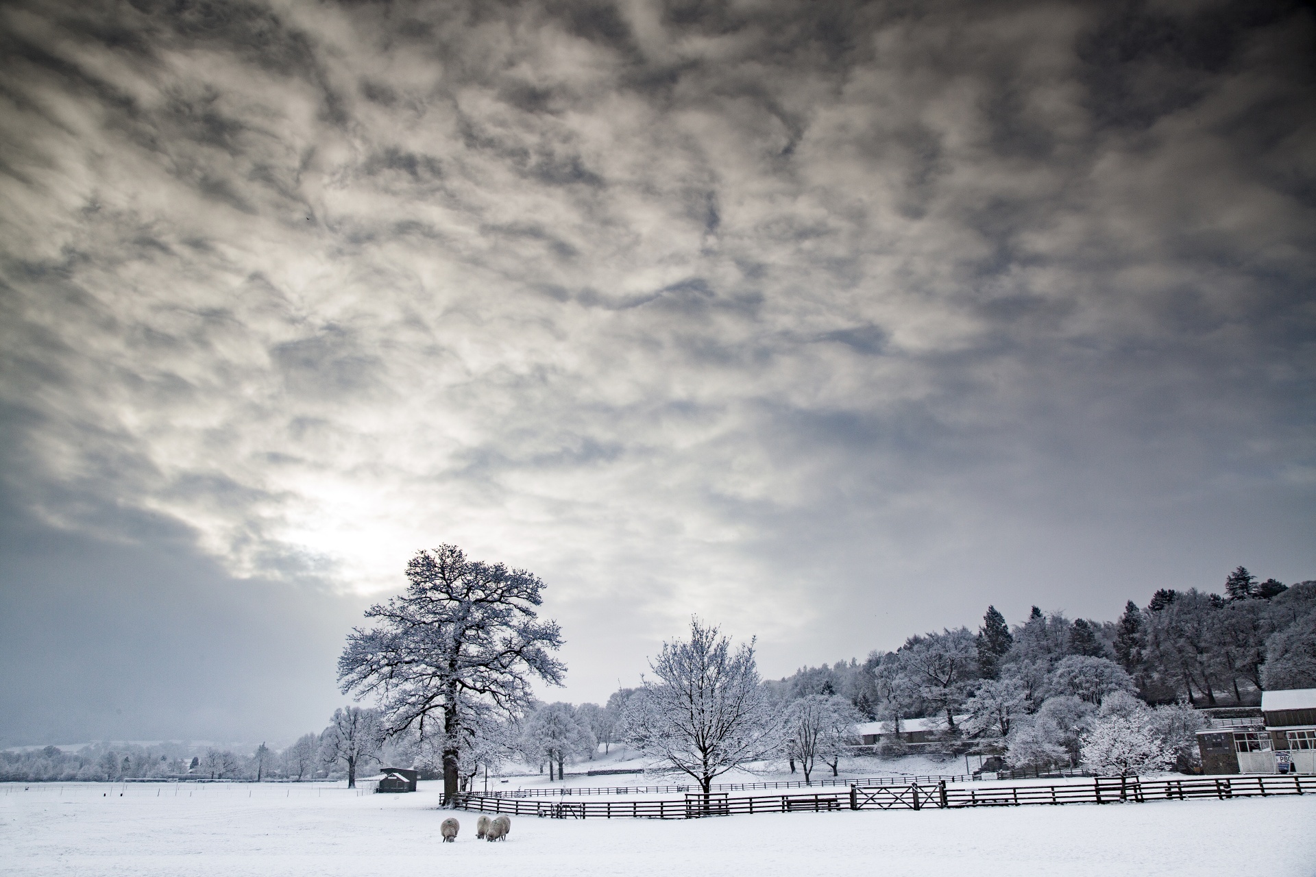 winter seasons snowy free photo