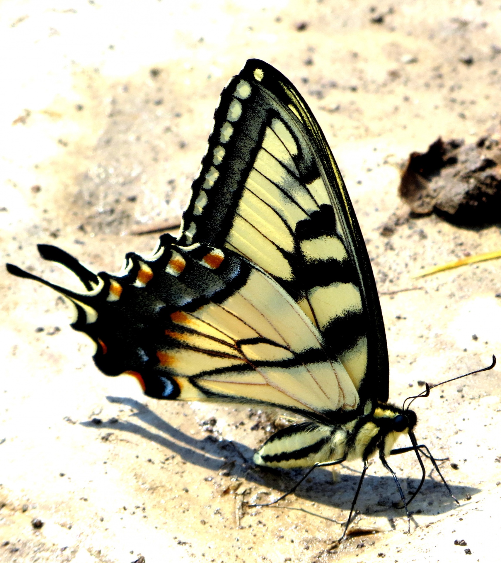 butterfly butterflies yellow free photo