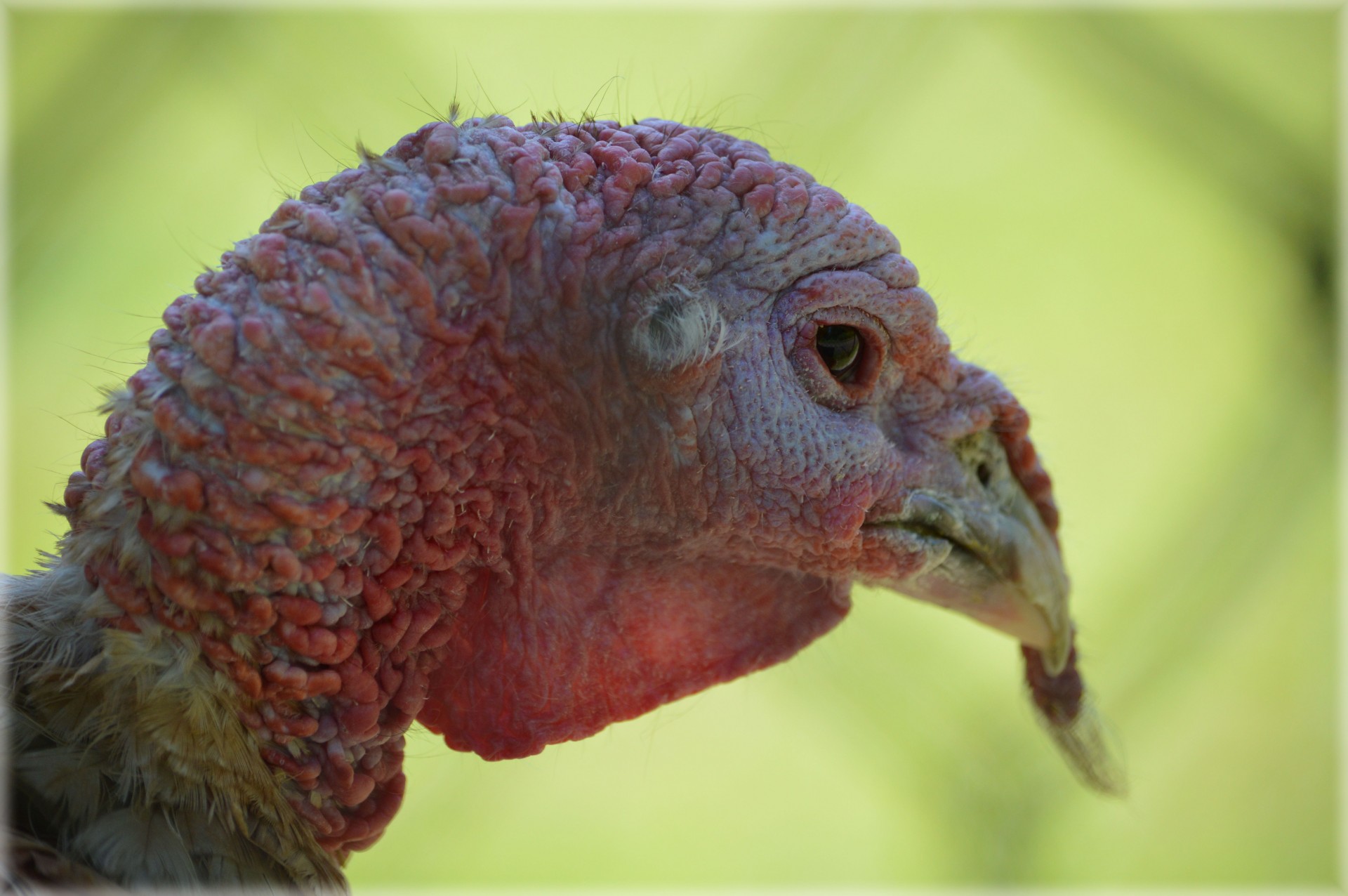 turkey bird animal free photo