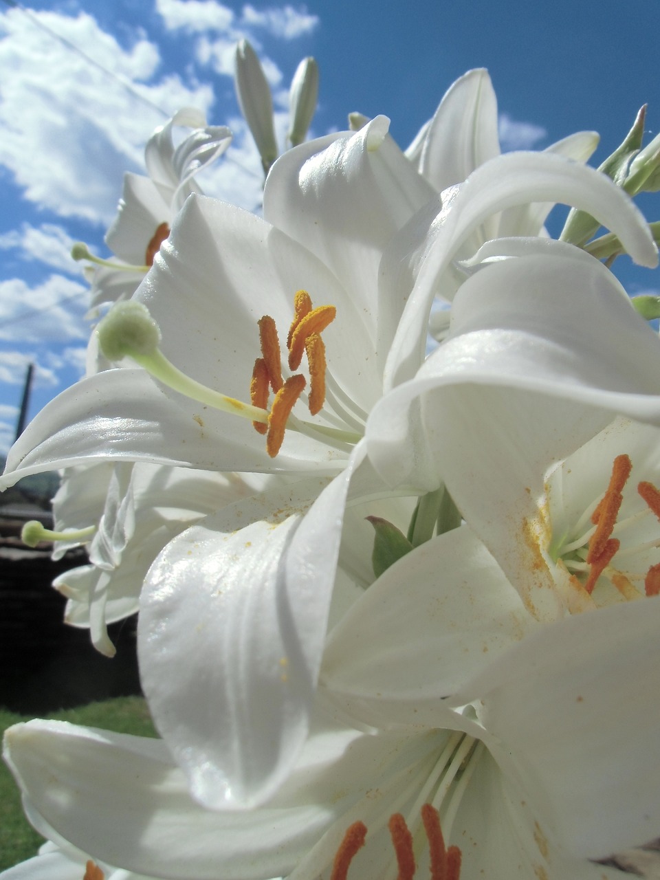 beautifull lilies nature free photo