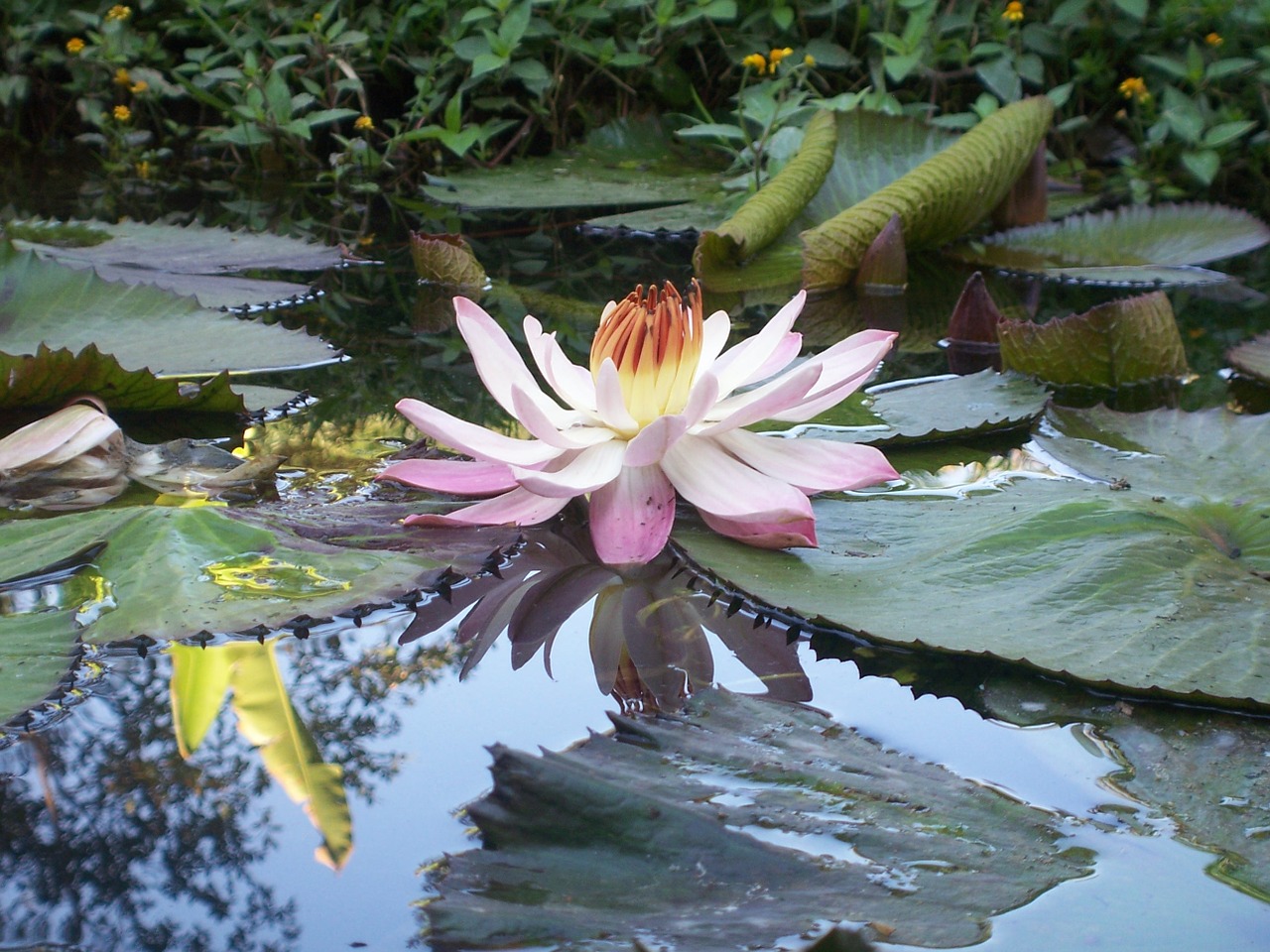 beauty flower lily free photo