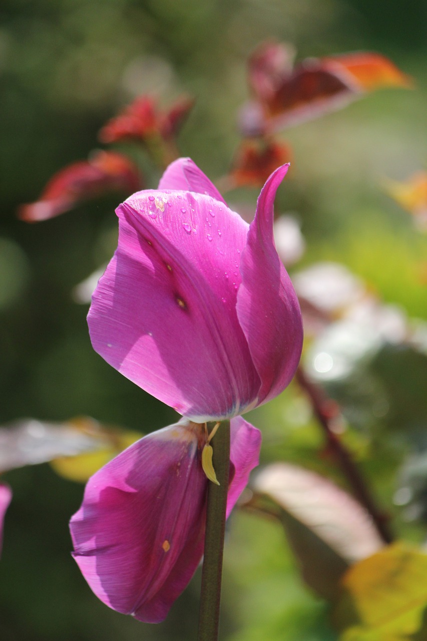 tulip flower purple free photo