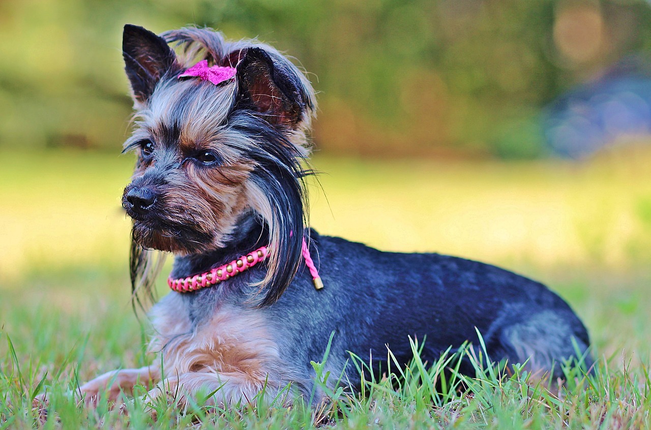 beauty yorkie dog free photo