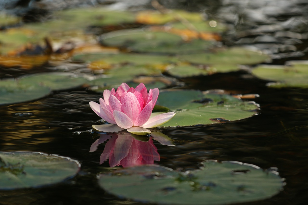 beauty flower lotus free photo