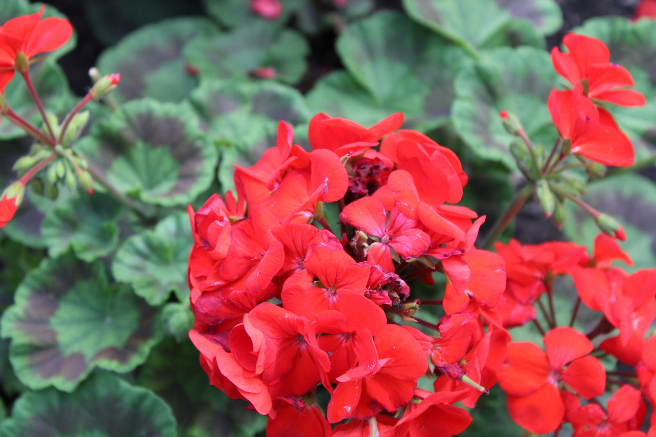 beauty beautiful red flowers free photo