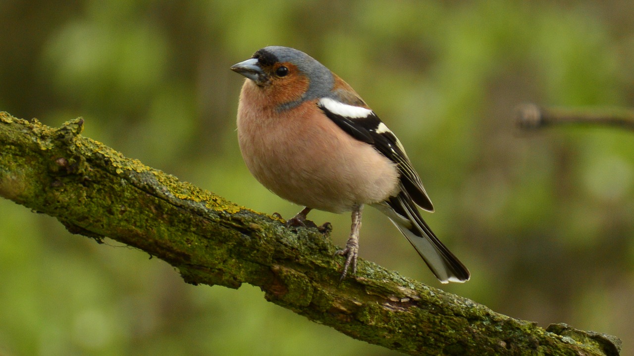 beauty lublin chaffinch free photo