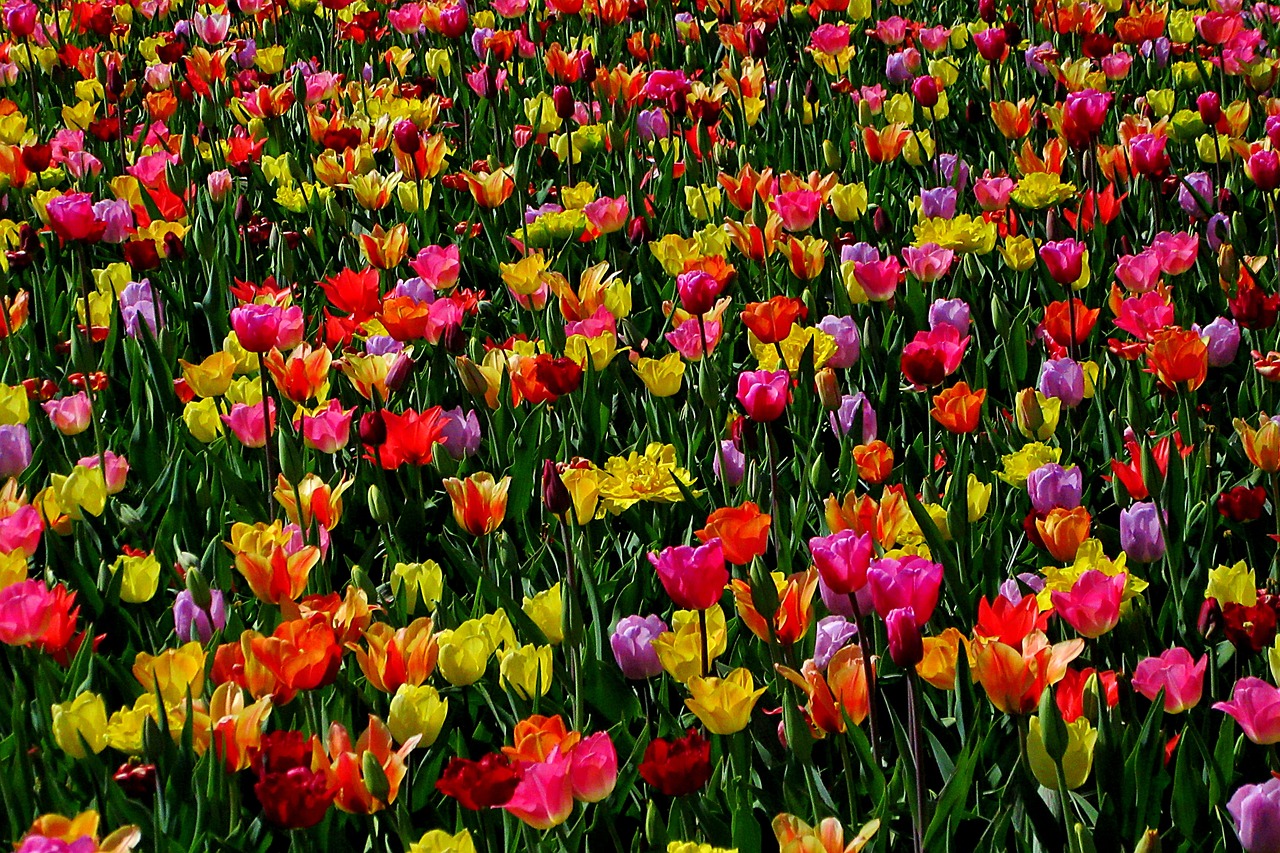 beauty  tulip field  tulips free photo