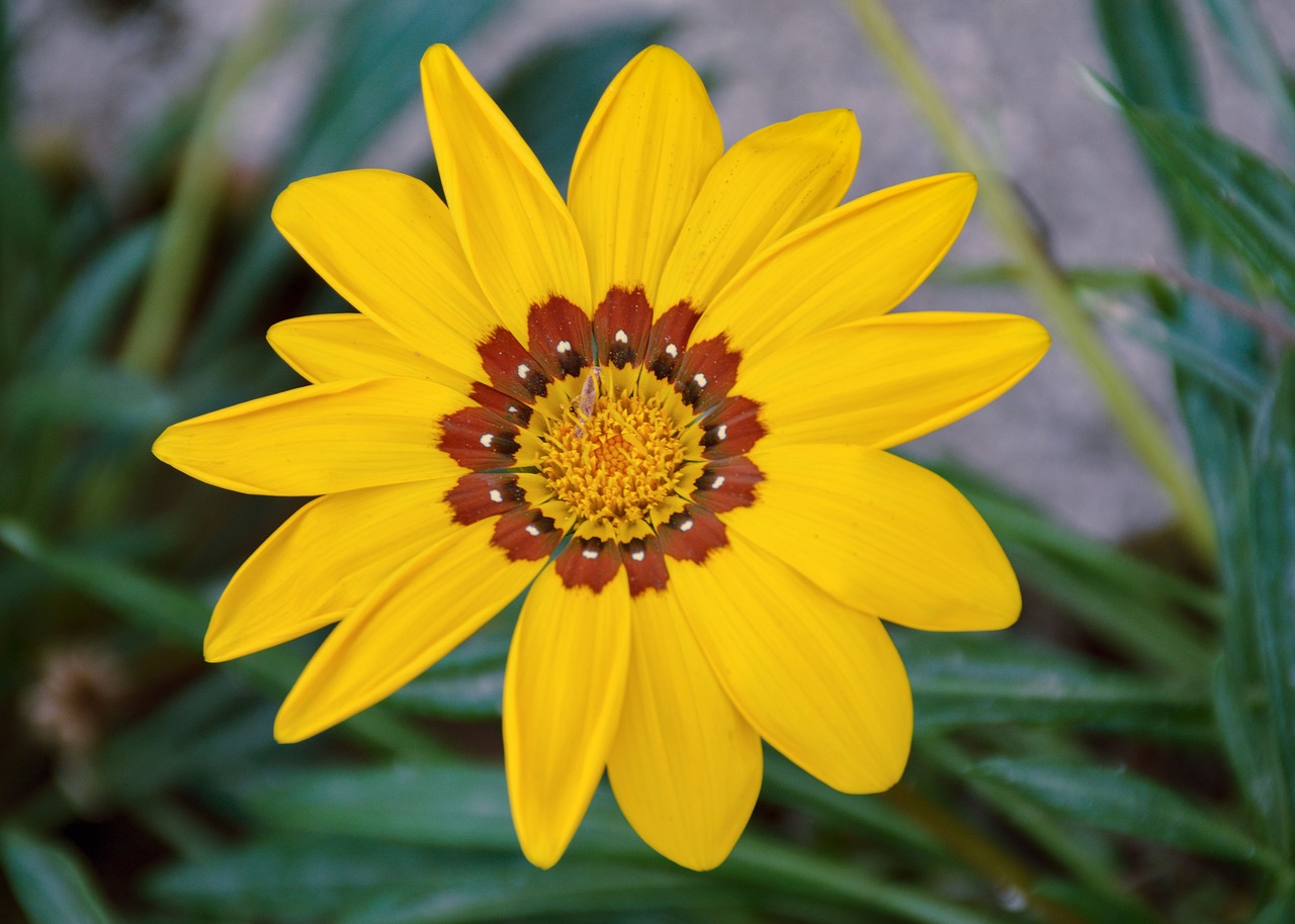 beauty  yellow  bloom free photo