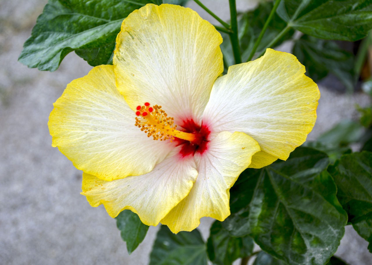 beauty  yellow  bloom free photo