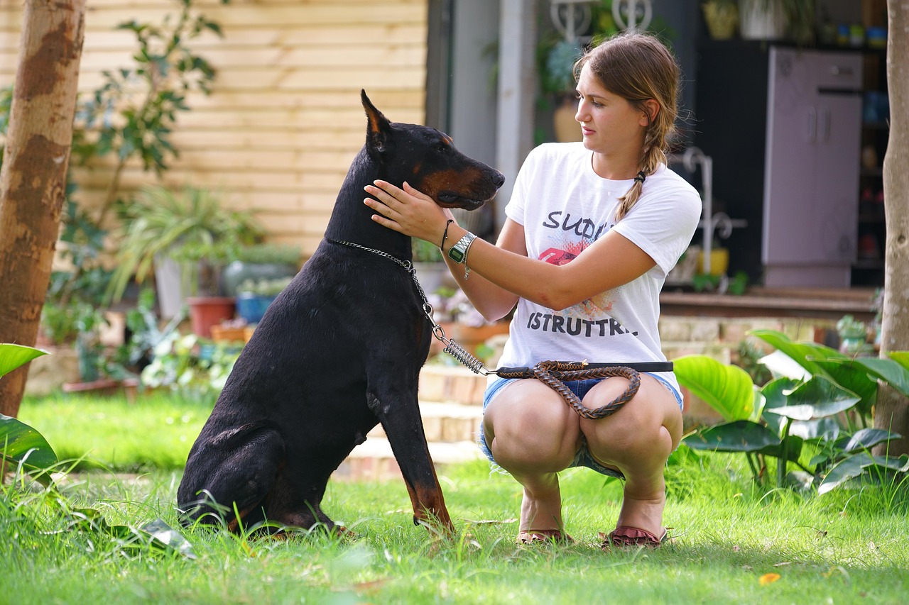 beauty  doberman  close free photo