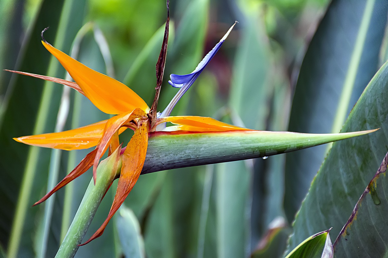 beauty  bloom  blossom free photo