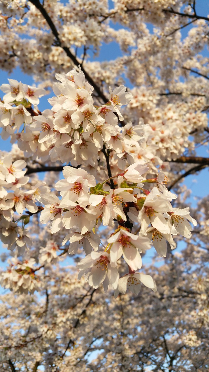 beauty  cherry blossom  spring free photo