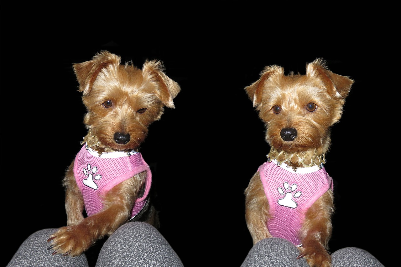 beauty  animal  yorkshire terrier free photo