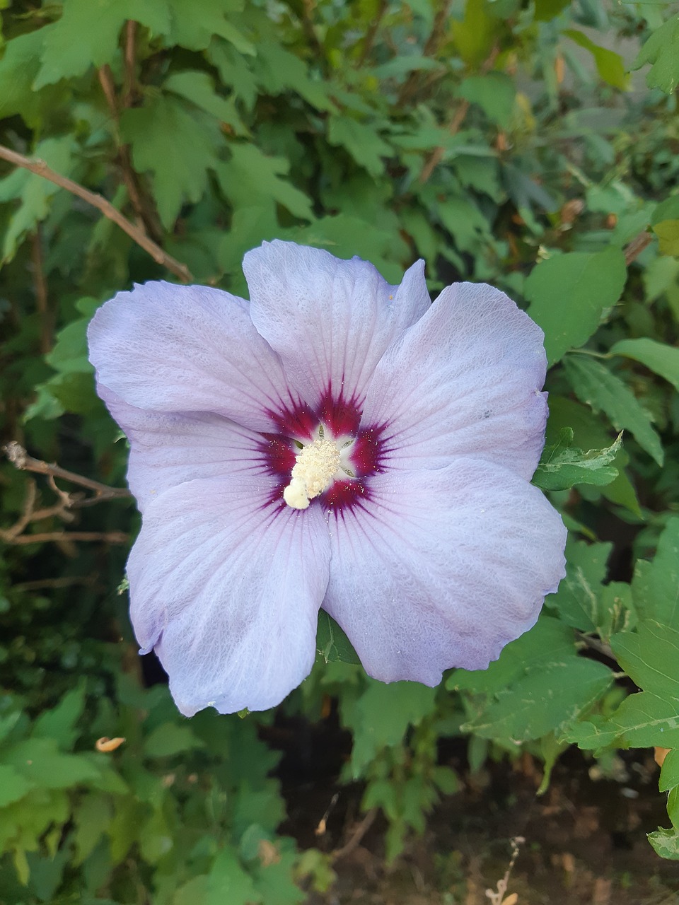 beauty  flower  white free photo