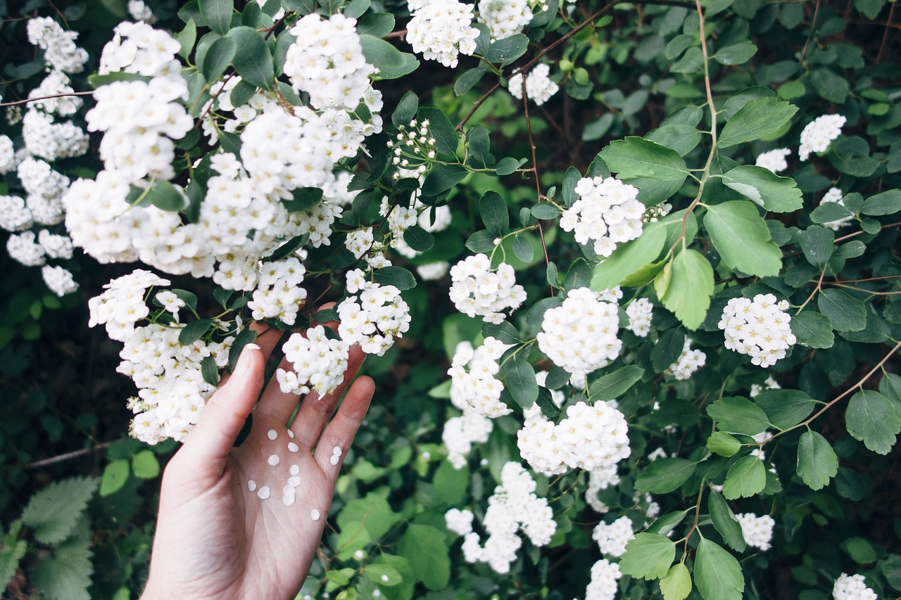 beauty flowers green free photo